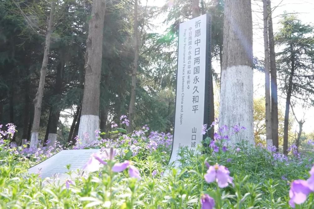 中國侵略日本軍南京大虐殺遭難同胞紀念館にある紫金草が植えられた花壇（撮影?毛俊）。