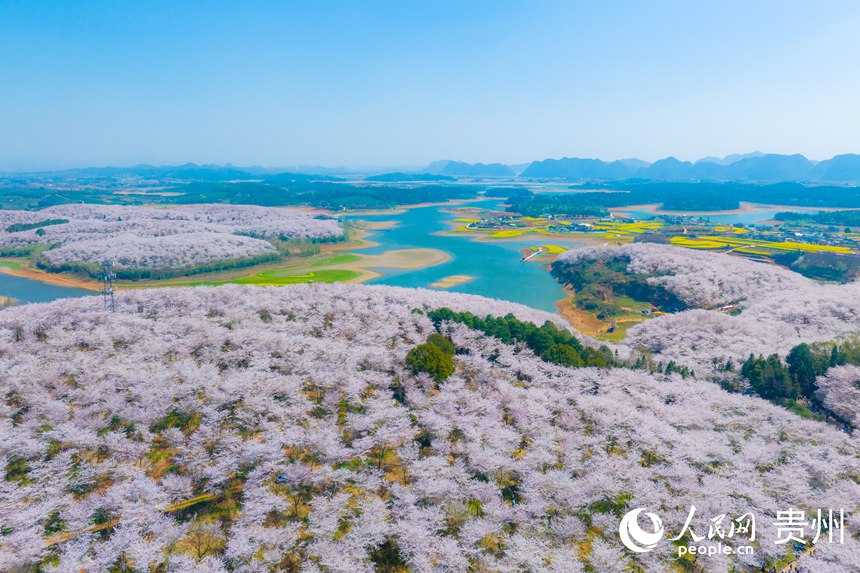 上空から撮影した貴安の桜園（撮影?陽茜）。