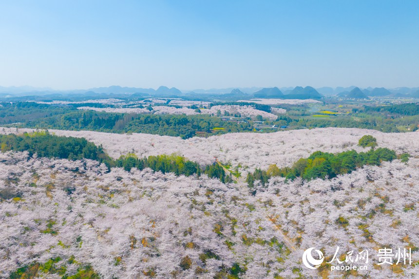 上空から撮影した貴安の桜園（撮影?陽茜）。