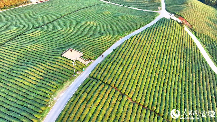 目の覚めるような緑が美しい茶園　安徽省南陵