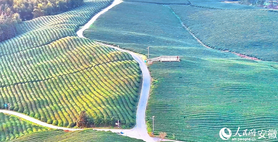 目の覚めるような緑が美しい茶園　安徽省南陵