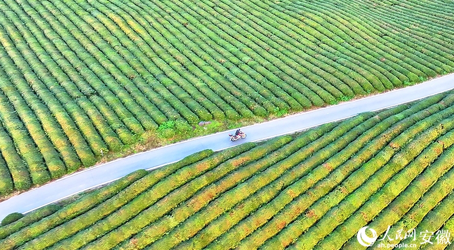 目の覚めるような緑が美しい茶園　安徽省南陵