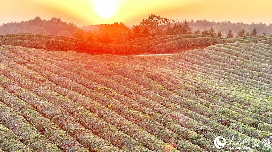 目の覚めるような緑が美しい茶園　安徽省南陵