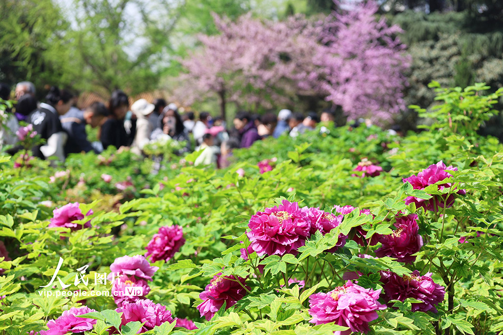 観光客を魅了する満開の牡丹　河南省洛陽