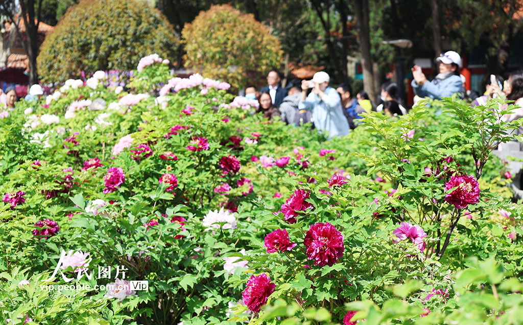 観光客を魅了する満開の牡丹　河南省洛陽(yáng)
