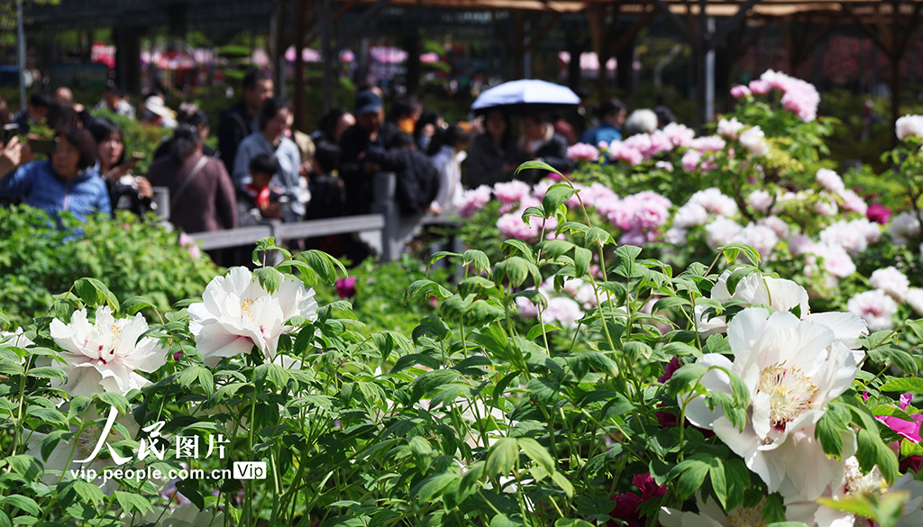 観光客を魅了する満開の牡丹　河南省洛陽