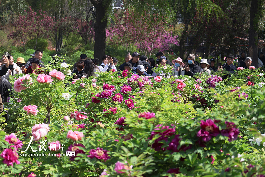 観光客を魅了する満開の牡丹　河南省洛陽