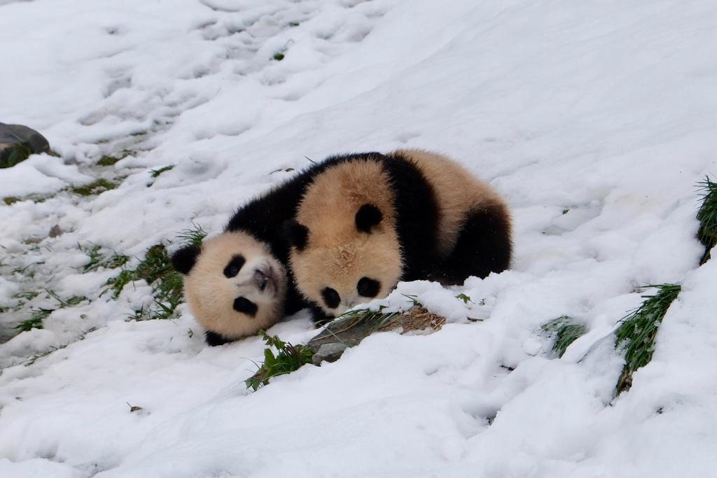 中國ジャイアントパンダ保護(hù)研究センター臥竜神樹坪基地で1日、雪の中で遊ぶ2頭の子パンダ。撮影?張雅雯