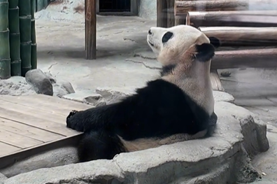 湖畔にあるパンダ苑でのんびり暮らすパンダたち　湖南省岳陽