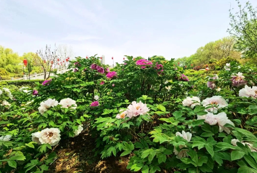 第42回洛陽(yáng)牡丹文化フェスティバルが開(kāi)幕　河南省洛陽(yáng)