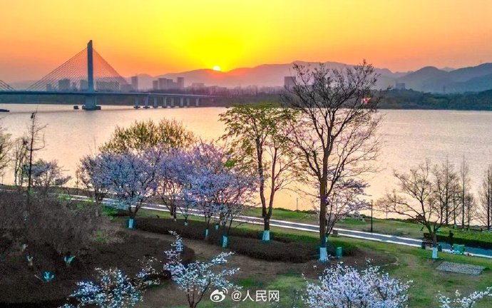 朝焼けと桜が織りなす幻想的な光景　浙江省杭州