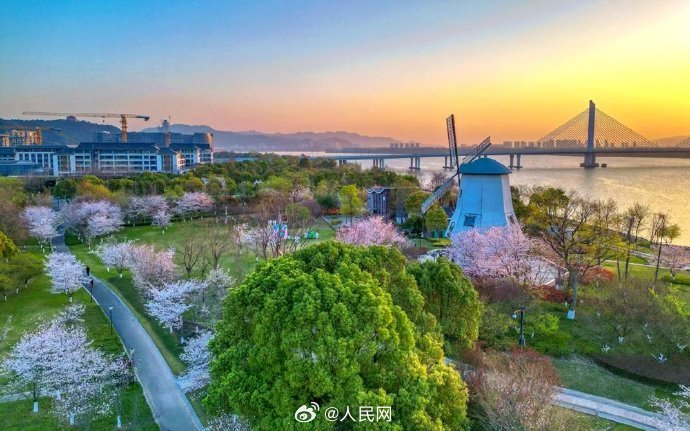 朝焼けと桜が織りなす幻想的な光景　浙江省杭州