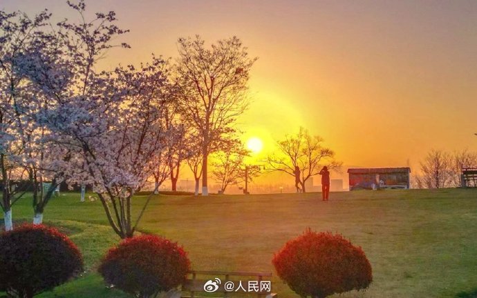 朝焼けと桜が織りなす幻想的な光景　浙江省杭州