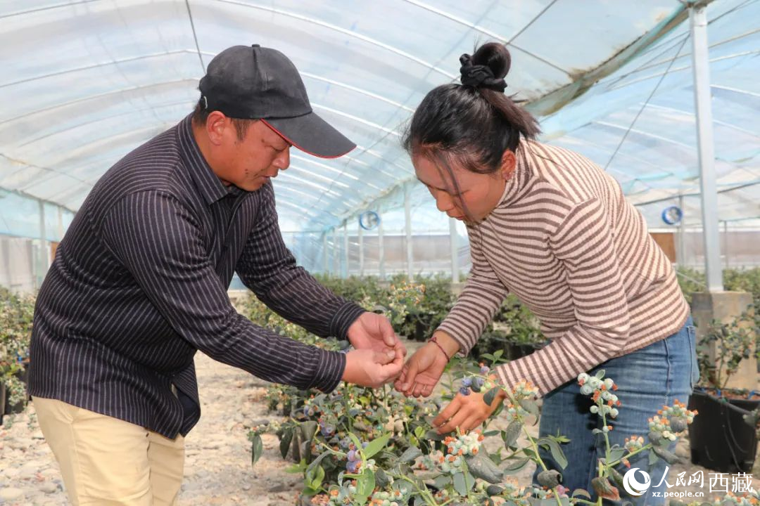 溫室でブルーベリーの生育狀況をチェックする技術(shù)者の劉家平さんと措姆さん。撮影?次仁竜布