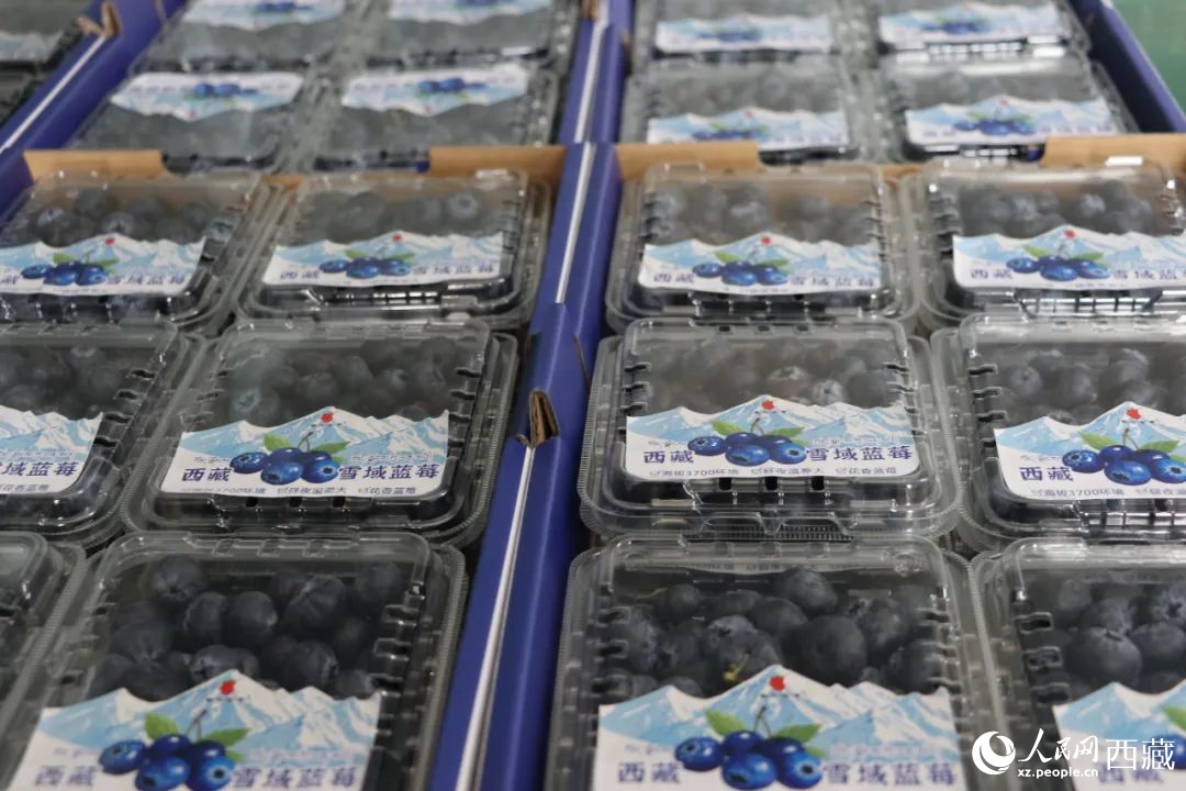 包裝されたブルーベリー。撮影?次仁竜布