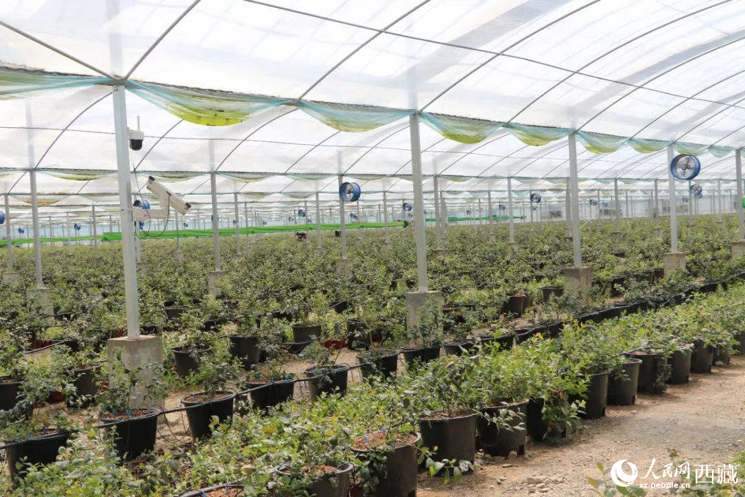 ゴビ田園ブルーベリー工業(yè)化栽培拠點(diǎn)。撮影?次仁竜布