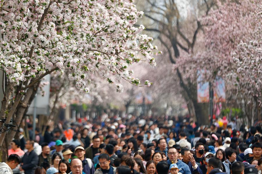 天津でハナカイドウフェス開(kāi)催　「春の経済」盛り上げる