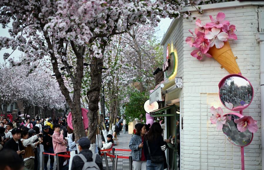 天津でハナカイドウフェス開(kāi)催　「春の経済」盛り上げる