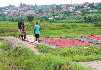 ルワンダはアフリカ諸國で初となる乾燥トウガラシの対中國輸出國であり、中國が打ち出したアフリカ産農(nóng)産物の対中輸出「グリーンチャネル」などの措置とゼロ関稅政策の利益を受けて、トウガラシの安定的な対中輸出が実現(xiàn)した。寫真は同國の首都キガリでトウガラシを天日干しする農(nóng)家。（撮影?吉莉）