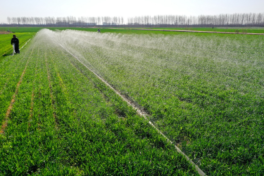 節(jié)間伸長(zhǎng)期迎えた春の小麥畑　山東省即墨