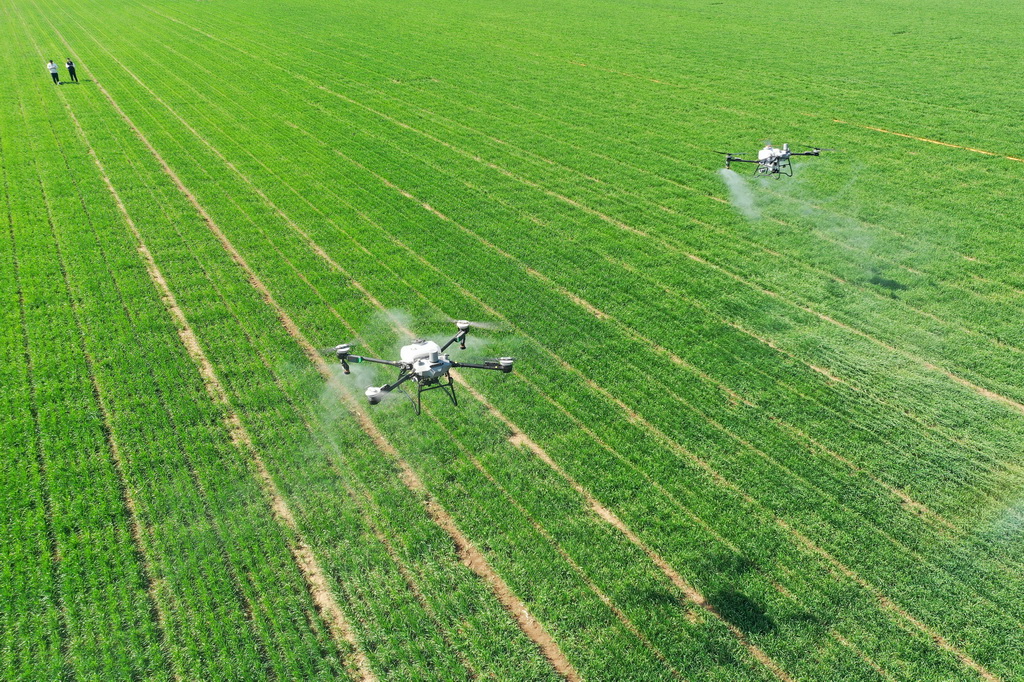 節(jié)間伸長(zhǎng)期迎えた春の小麥畑　山東省即墨