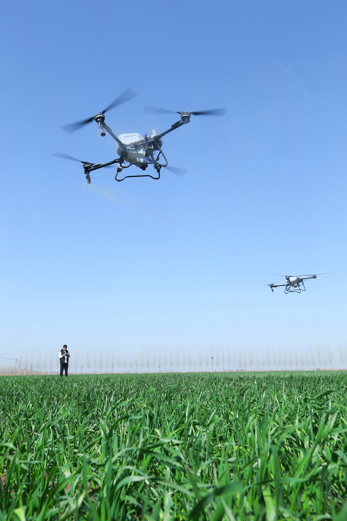 節(jié)間伸長期迎えた春の小麥畑　山東省即墨