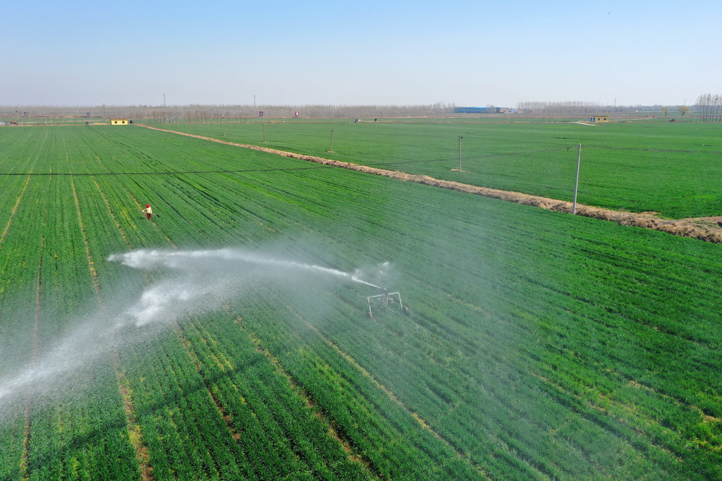 節(jié)間伸長(zhǎng)期迎えた春の小麥畑　山東省即墨