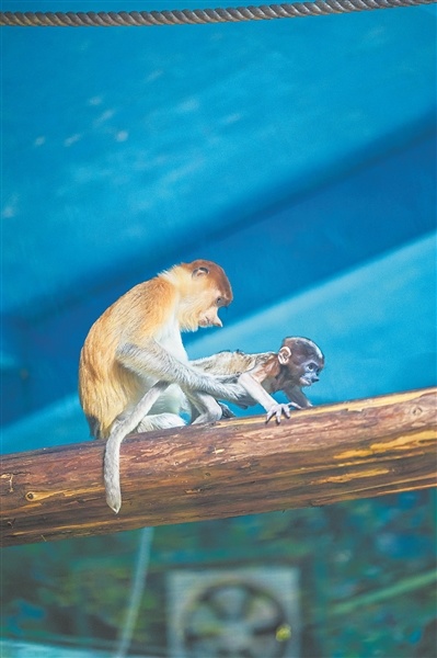 テングザルとその赤ちゃん。畫像提供：広州長隆野生動物世界