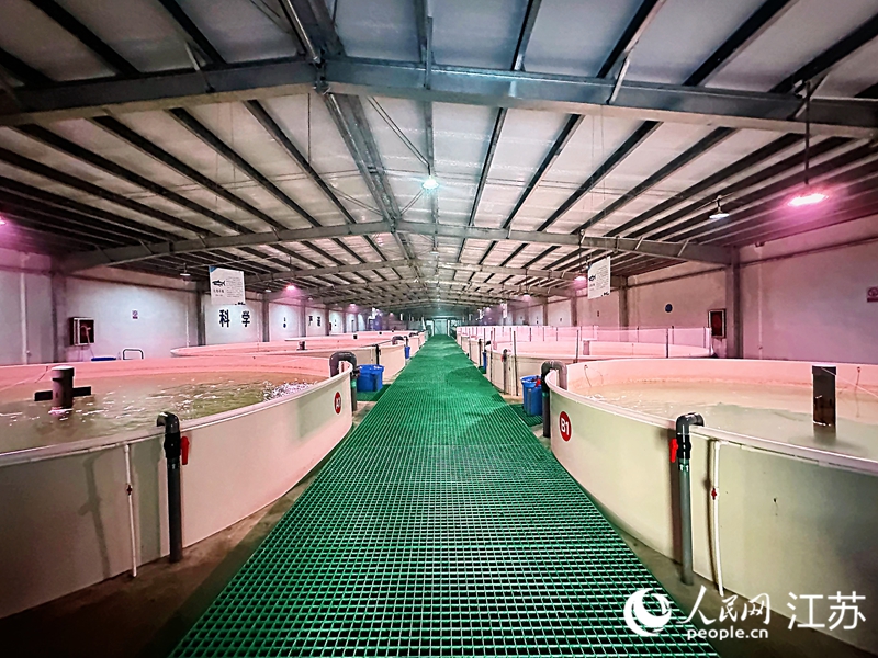 浜海県陶灣海洋牧場(chǎng)陸上冷水魚(yú)養(yǎng)殖試験拠點(diǎn)。撮影?周夢(mèng)嬌