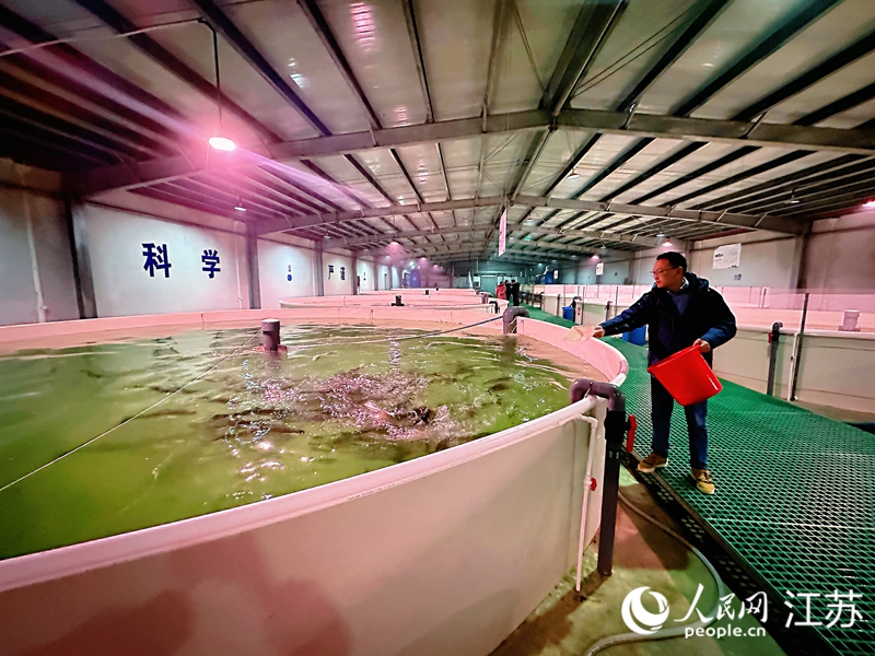 サーモンに餌を與える王晨浩さん。撮影?周夢(mèng)嬌