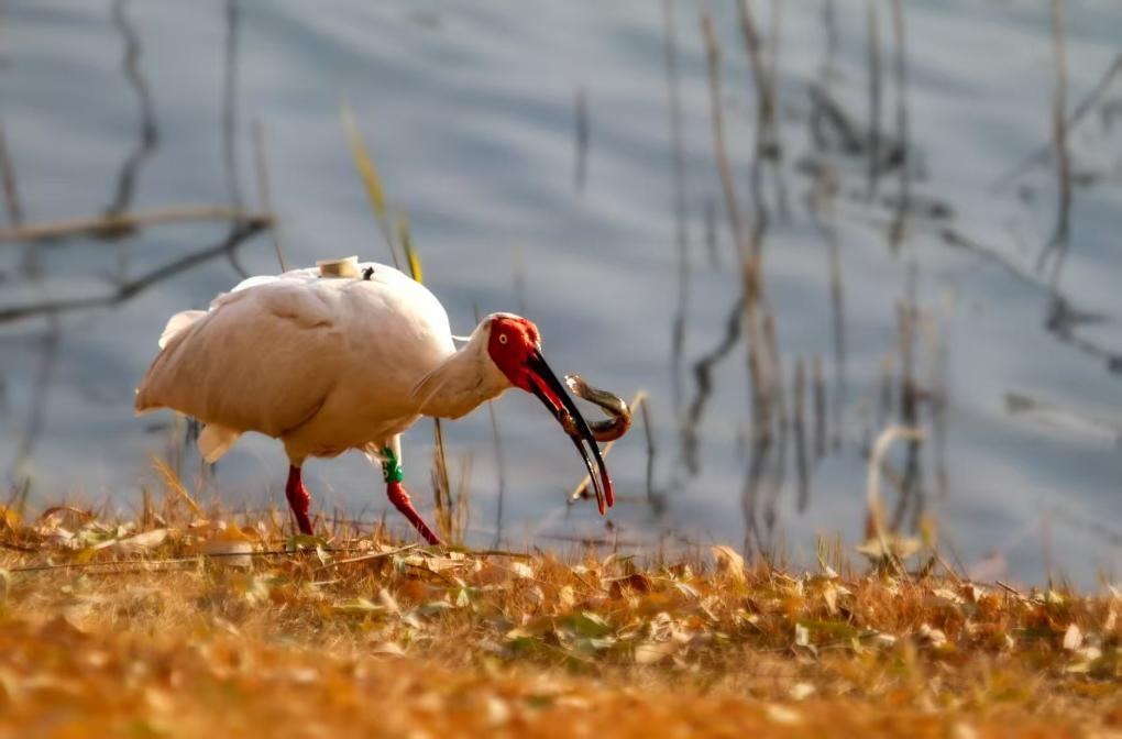 野生化放鳥された番號162のトキが、山東省東営市の明潭公園で休憩する様子（4月2日撮影）。畫像提供：取材先