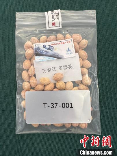 雲(yún)南省華寧県で引き渡された宇宙を旅したサクラの種子。寫(xiě)真提供：柏斌氏