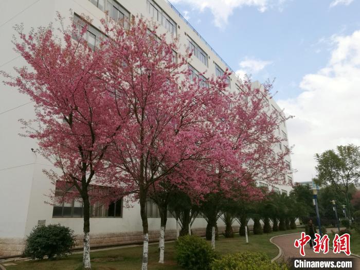 雲(yún)南省の冬桜が満開(kāi)する様子。寫(xiě)真提供：柏斌氏