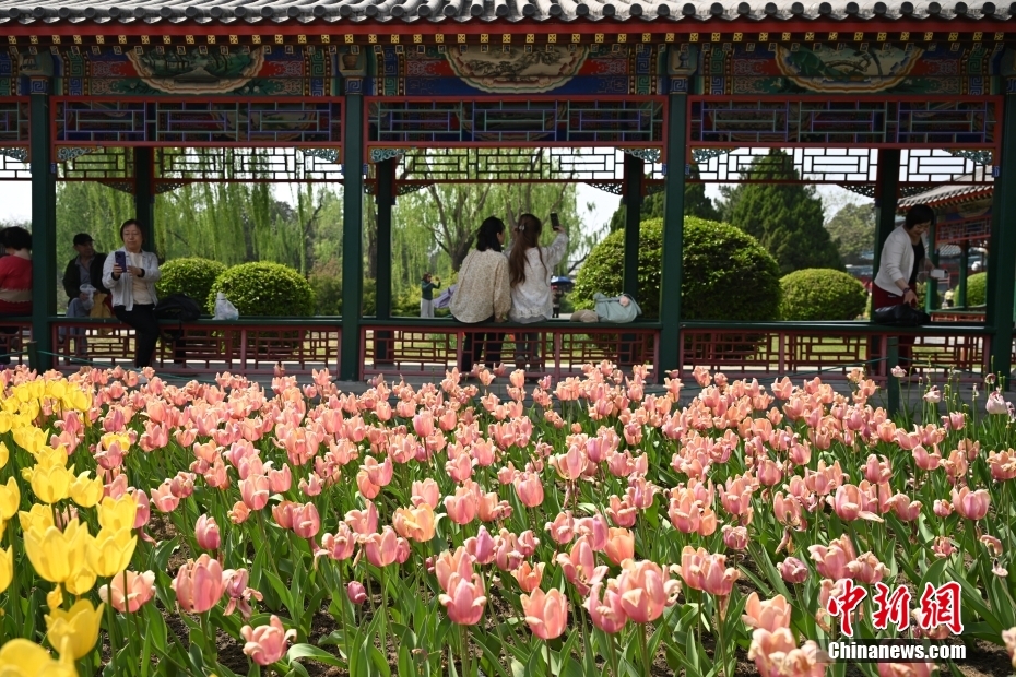 來園客を魅了する中山公園の満開の春の花　北京市