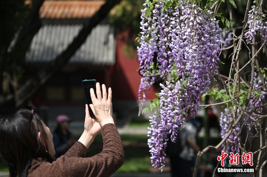 來園客を魅了する中山公園の満開の春の花　北京市