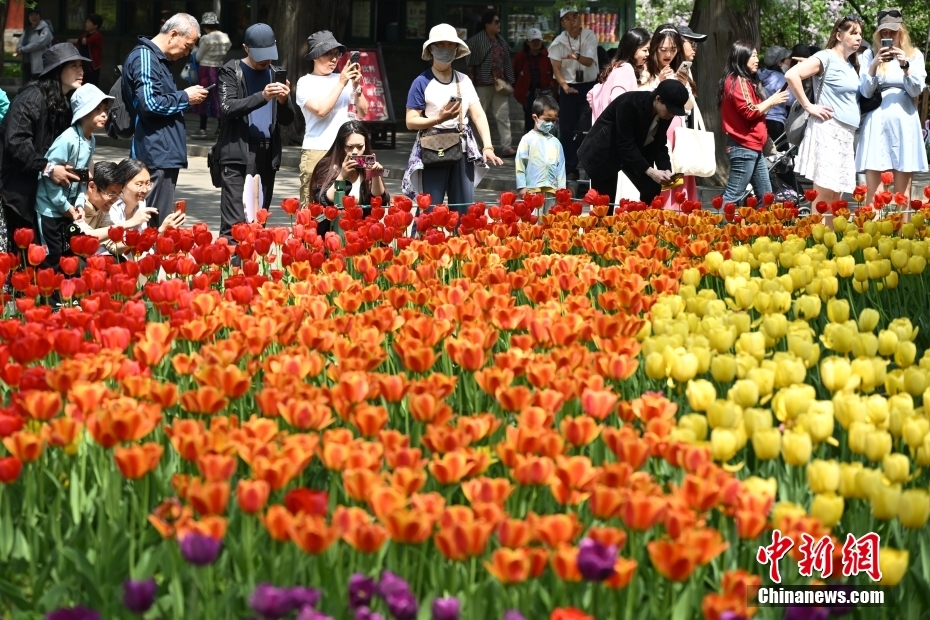 來園客を魅了する中山公園の満開の春の花　北京市