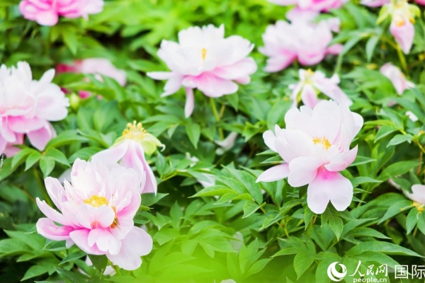 「一帯一路」青年友好交流イベントで外國(guó)人記者が河南省洛陽(yáng)の國(guó)家牡丹園を訪問(wèn)