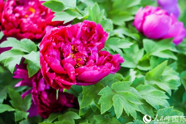 20秒で河南省洛陽の牡丹の花を満喫！