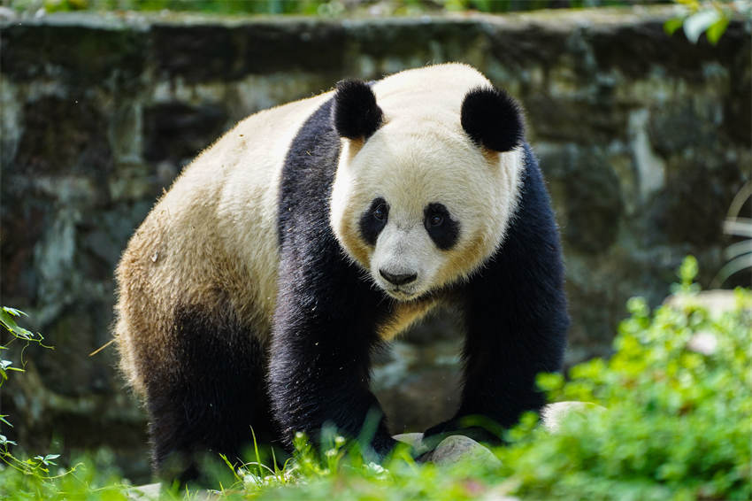 パンダ「荷風」と「蘭韻」が専用機でオーストリアへ　貸與期間10年