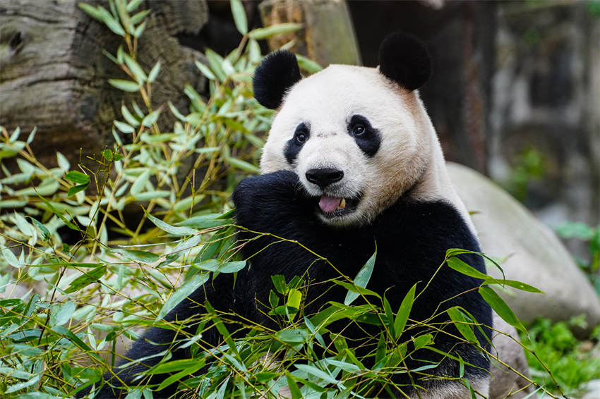 パンダ「荷風(fēng)」と「蘭韻」が専用機(jī)でオーストリアへ　貸與期間10年