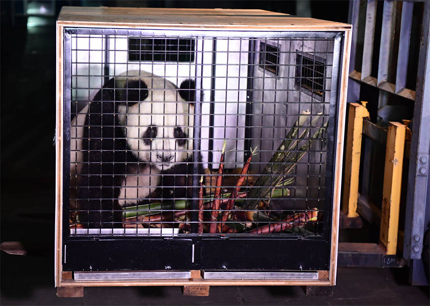 パンダ「荷風(fēng)」と「蘭韻」が専用機(jī)でオーストリアへ　貸與期間10年