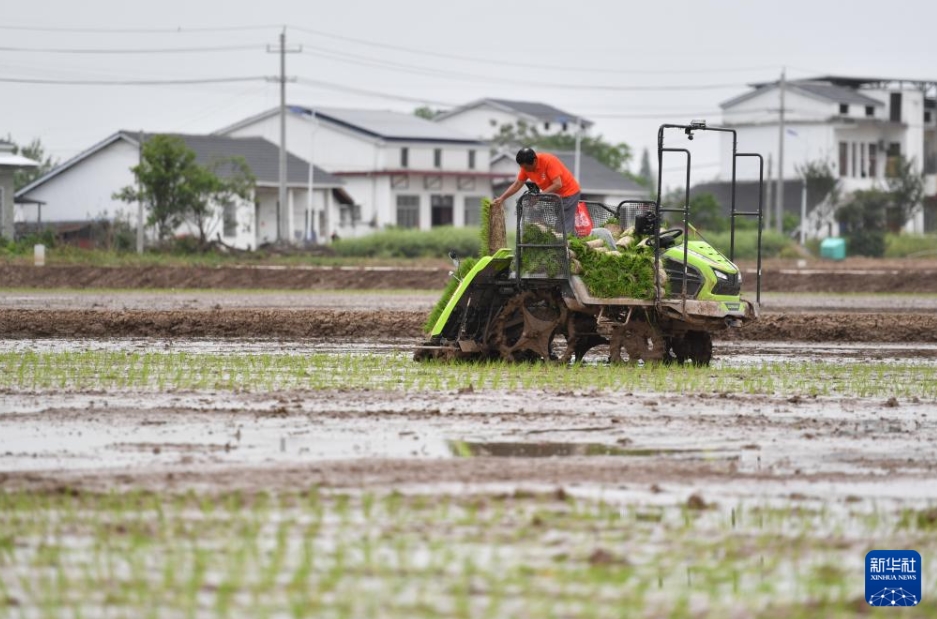 春の耕作で活躍する自動運転田植機　湖南省