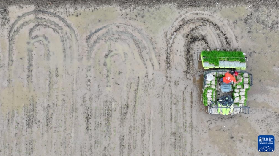 春の耕作で活躍する自動(dòng)運(yùn)転田植機(jī)　湖南省