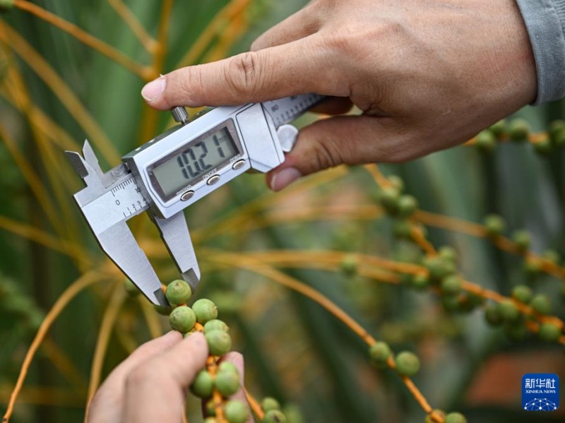 アラブ首長國連邦のナツメヤシが海南省で結(jié)実