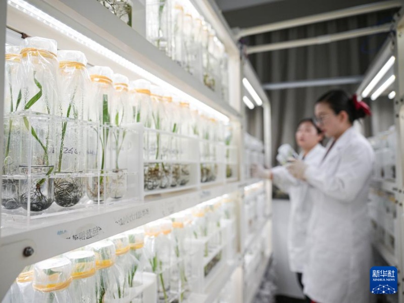 アラブ首長國連邦のナツメヤシが海南省で結(jié)実