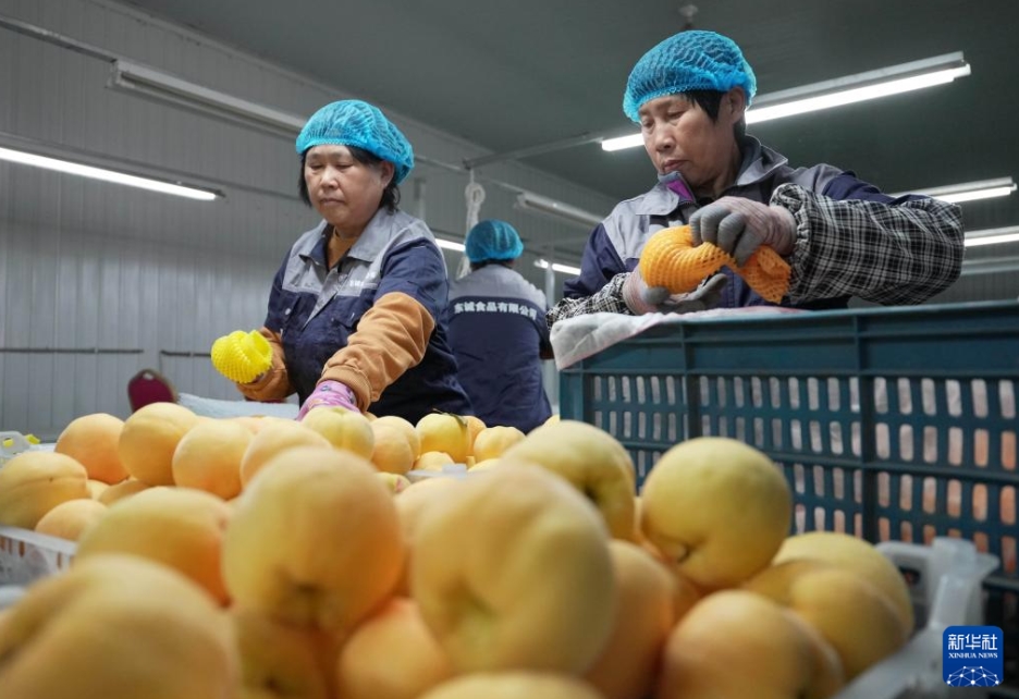 ハウス栽培の桃が収穫シーズン突入！　河北省昌黎