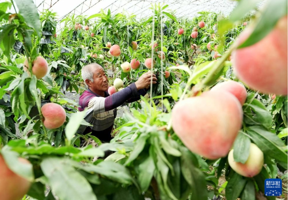 ハウス栽培の桃が収穫シーズン突入！　河北省昌黎