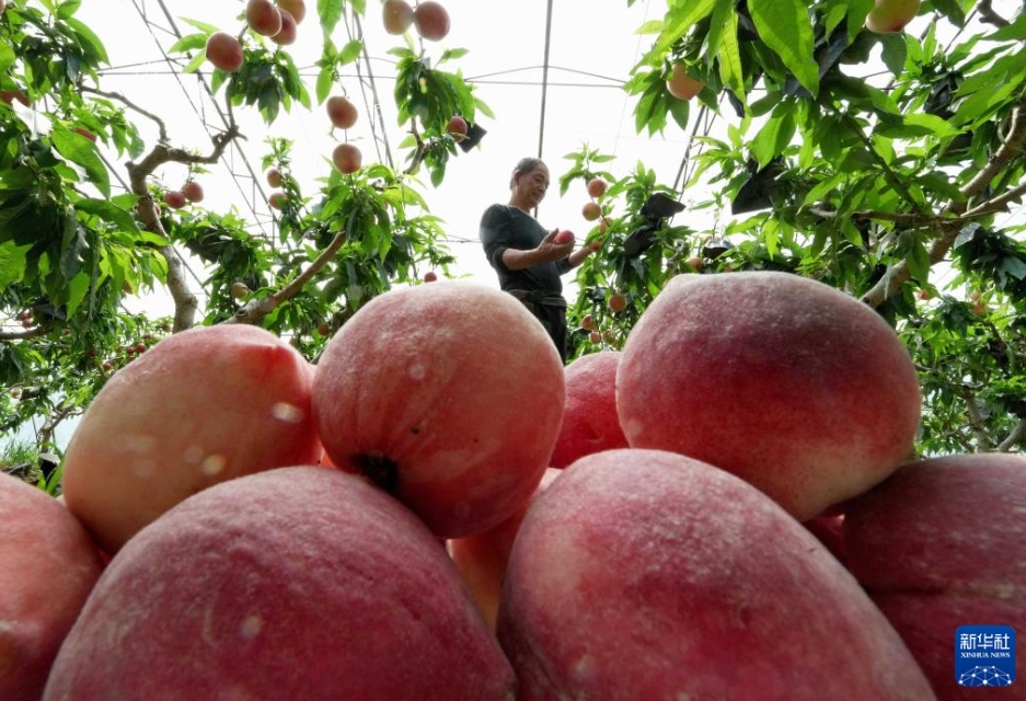 ハウス栽培の桃が収穫シーズン突入！　河北省昌黎