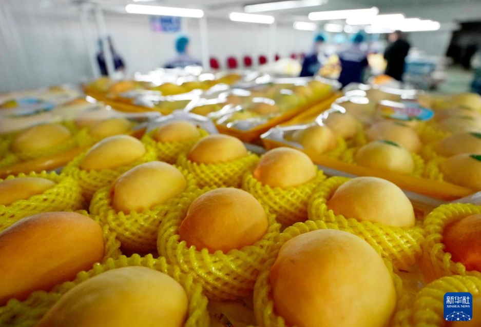 ハウス栽培の桃が収穫シーズン突入！　河北省昌黎