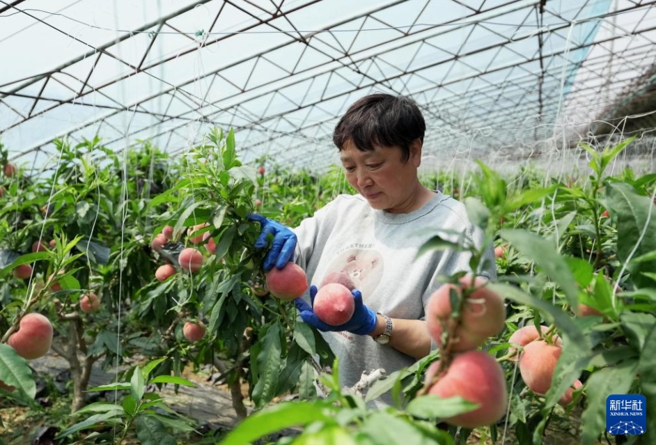 ハウス栽培の桃が収穫シーズン突入！　河北省昌黎